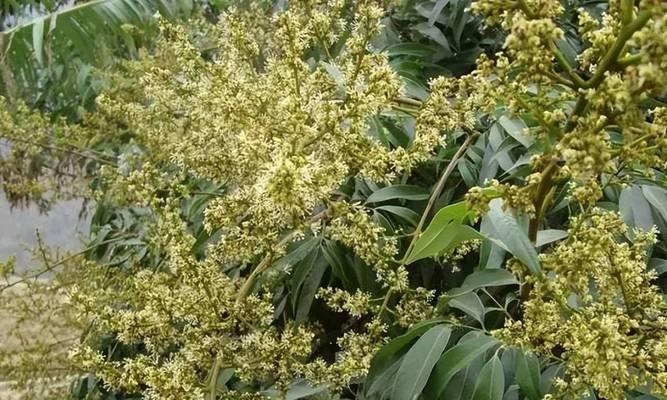 龙眼什么时候开花结果？龙眼开花结果时间和条件是什么？