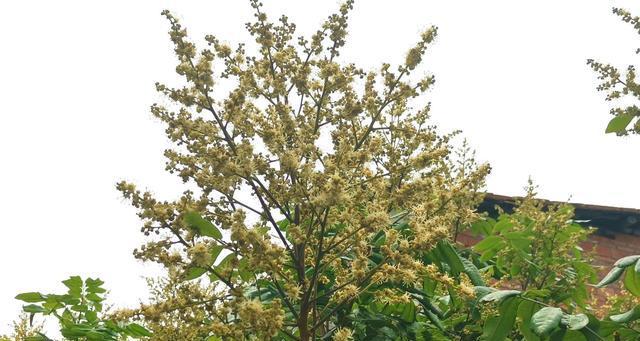 龙眼什么时候开花结果？龙眼开花结果时间和条件是什么？