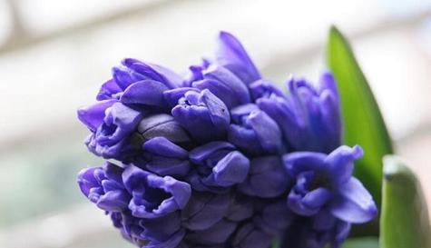 什么花的花语是再见？再见花语的花有哪些？