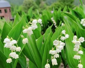 铃兰花几月份种植合适？铃兰花种植时间和方法是什么？