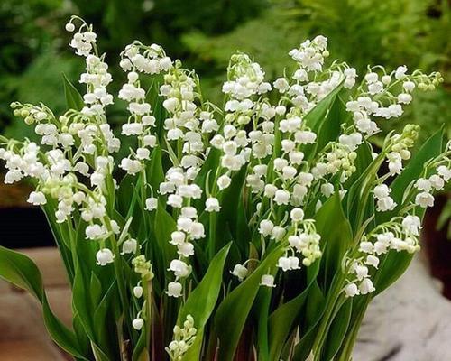 铃兰花几月份种植合适？铃兰花种植时间和方法是什么？