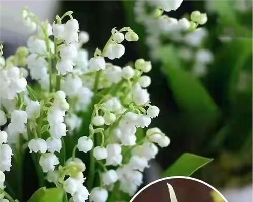 铃兰花几月份种植合适？铃兰花种植时间和方法是什么？