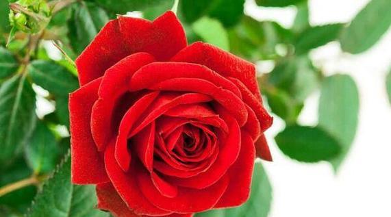 玫瑰花花语和寓意是什么？玫瑰花的象征意义是什么？