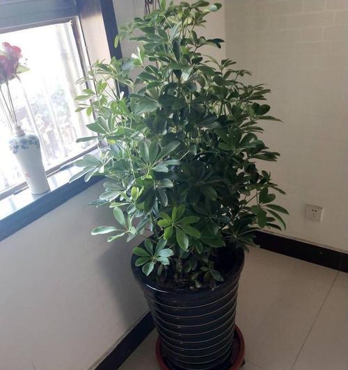 幸福树可以晒太阳吗？幸福树需要经常见阳光吗？