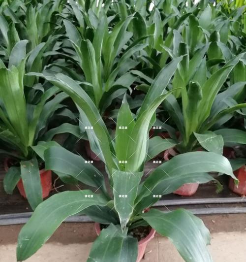 也门铁喜水吗？也门铁属于喜水植物吗？