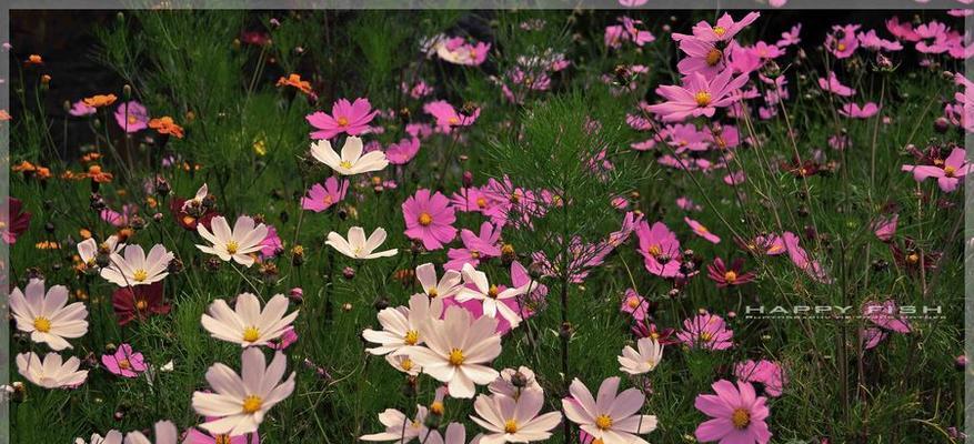 格桑花花期是什么时候？格桑花的开花时间和花期有多久？