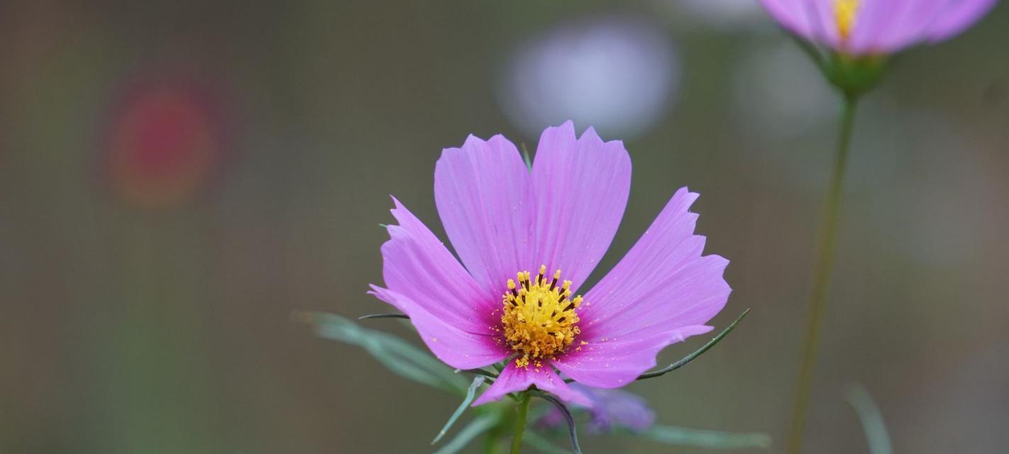 格桑花花期是什么时候？格桑花的开花时间和花期有多久？