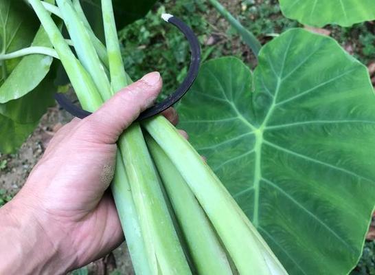 芋头怎么保存时间长？芋头保存方法有哪些？