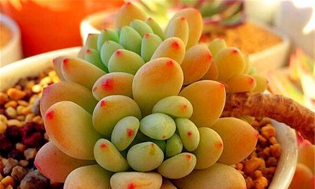 多肉的样子和特点是什么？多肉的形态特征有哪些？