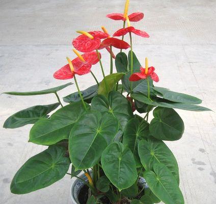 红掌冬天开花吗？红掌冬季养护需要注意什么？