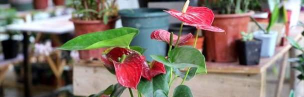 红掌冬天开花吗？红掌冬季养护需要注意什么？