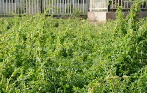 当参种植条件是什么？当参适合种植在什么地方？