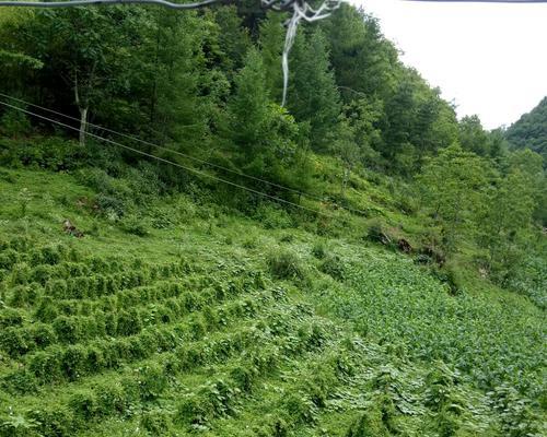 当参种植条件是什么？当参适合种植在什么地方？