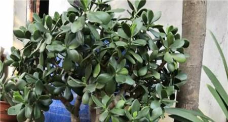 玉树耐旱吗？玉树是耐旱植物吗？
