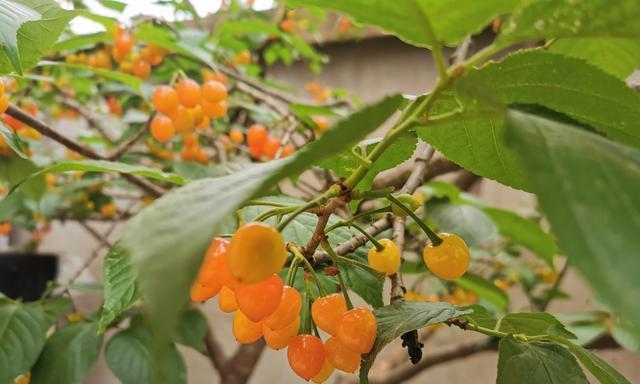 小樱桃几月份成熟上市？不同地区成熟时间有何差异？