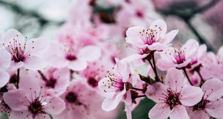 樱花是先开花后长叶吗？樱花的生长习性是怎样的？