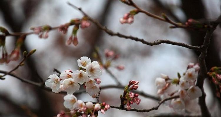 樱花是先开花后长叶吗？樱花的生长习性是怎样的？
