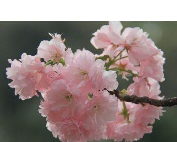 樱花是先开花后长叶吗？樱花的生长习性是怎样的？