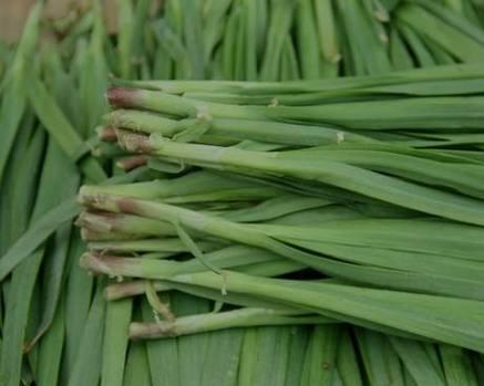 韭菜根的功效与作用是什么？韭菜根的药用价值有哪些？