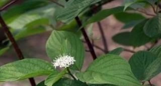 樱花树病虫害怎么防治？樱花树病虫害防治方法和技术有哪些？