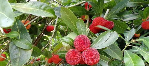 广东杨梅几月份成熟上市？广东杨梅的成熟时间和季节是什么？