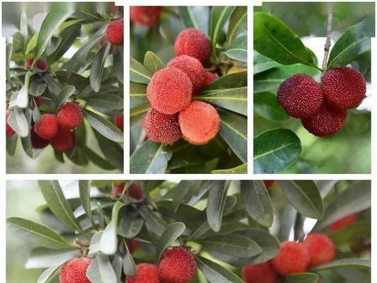 广东杨梅几月份成熟上市？广东杨梅的成熟时间和季节是什么？
