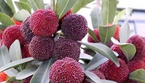 广东杨梅几月份成熟上市？广东杨梅的成熟时间和季节是什么？