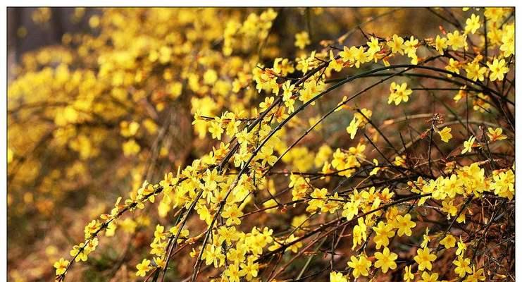 迎春花喜阳光吗？迎春花的养护环境是怎样的？