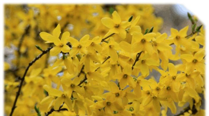 迎春花喜阳光吗？迎春花的养护环境是怎样的？