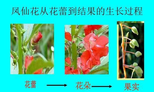 仙人掌多久开花结果？仙人掌的开花周期和结果时间是什么？