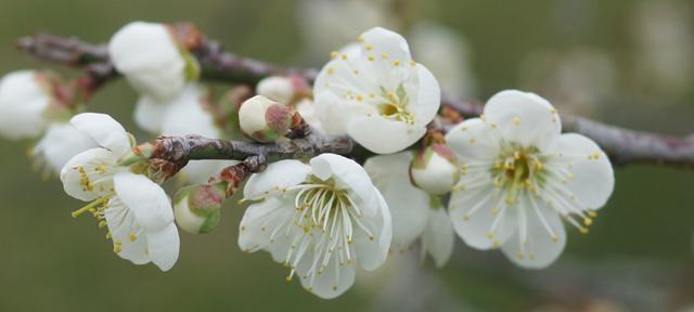 梅花是什么样子的？梅花的外观特征和形态描述是什么？