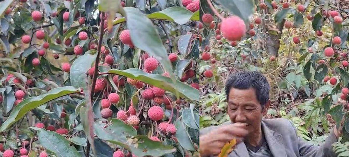 贵州适合种荔枝树吗？贵州荔枝树种植条件和成活率如何？