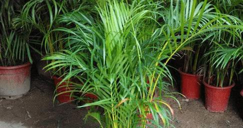 三花草是什么植物？三花草的植物分类和特点是什么？