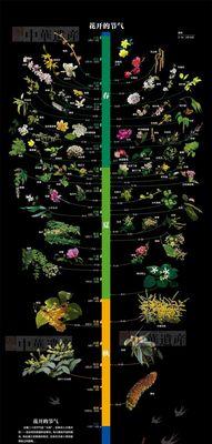 桂花几天浇一次水？不同季节桂花浇水频率有何不同？