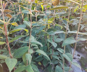 金银花是一年生还是多年生？金银花的生长周期是怎样的？