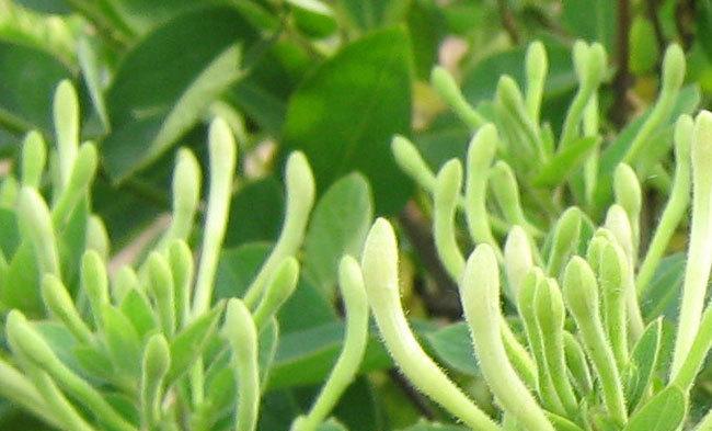 金银花是一年生还是多年生？金银花的生长周期是怎样的？