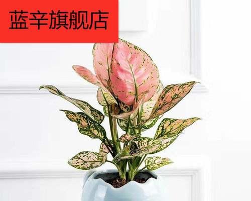 好养的植物有哪些？适合新手养护的植物有哪些？