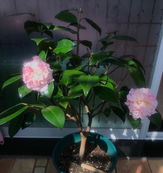 茶花开花时能浇水吗？茶花开花期间浇水方法和注意事项是什么？