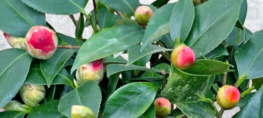 茶花开花时能浇水吗？茶花开花期间浇水方法和注意事项是什么？