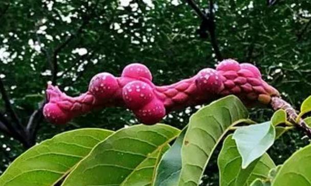 玉兰结果能吃吗？玉兰花的果实有什么用？