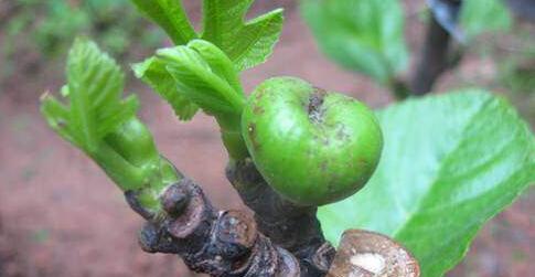 无花果嫁接时间和方法是什么？无花果嫁接注意事项有哪些？