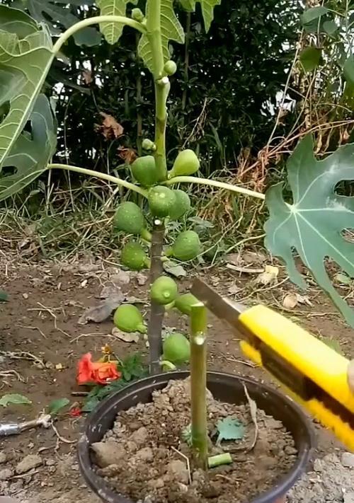无花果嫁接时间和方法是什么？无花果嫁接注意事项有哪些？