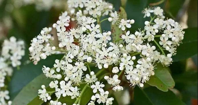 石楠是被子植物吗？石楠的植物分类是什么？