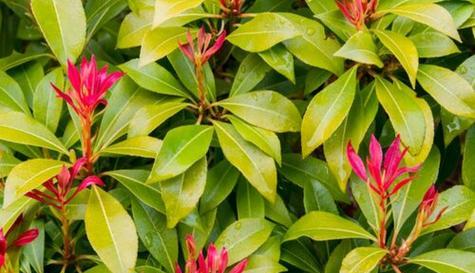 石楠是被子植物吗？石楠的植物分类是什么？