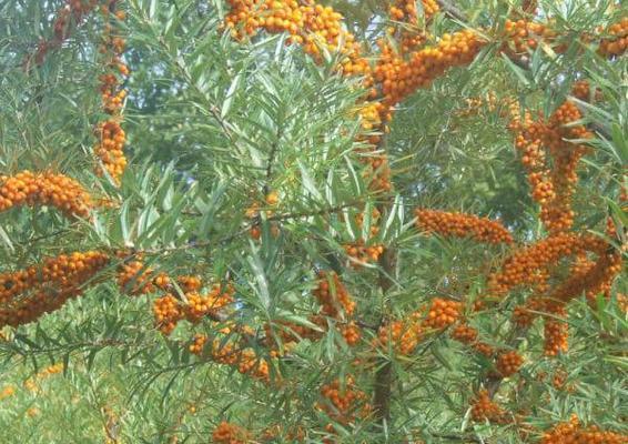 沙棘果树什么时候栽种合适？沙棘果树种植时间和方法是什么？