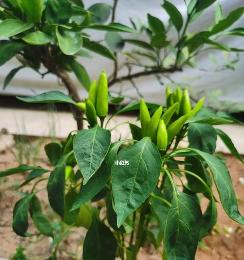 辣椒不开花是什么原因？辣椒不开花的原因和处理方法是什么？