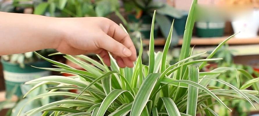 吊兰不开花什么原因？吊兰不开花的原因和处理方法是什么？