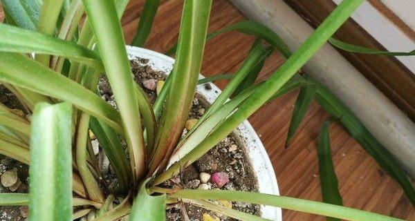 吊兰不开花什么原因？吊兰不开花的原因和处理方法是什么？