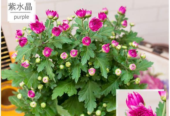 菊花适合大盆还是小盆？菊花盆栽容器如何选择？