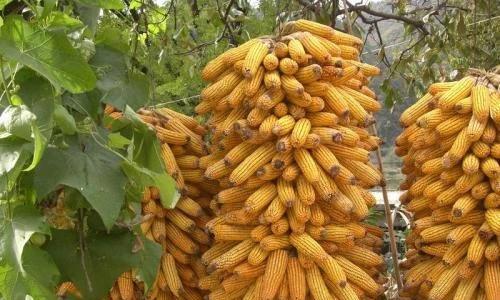 山东玉米什么时候收割？山东玉米的收割时间和季节是什么？